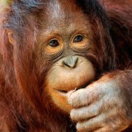 orangutan