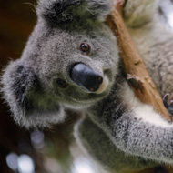 koala