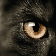 Black cat eye