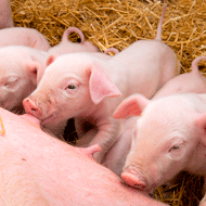 piglets