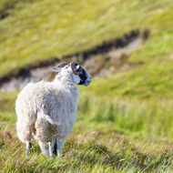 upland sheep