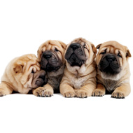 shar pei puppies