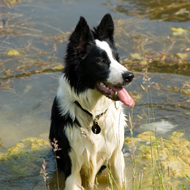 collie