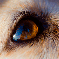 dogs eye