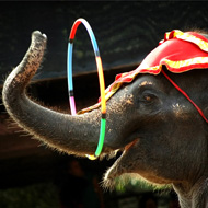 circus elephant