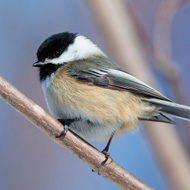 black capped chickadee