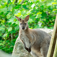 red necked wallaby