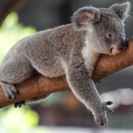 koala