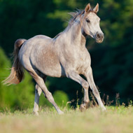 grey horse