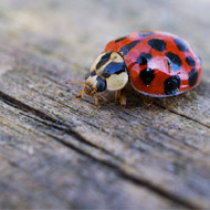 Harlequin ladybird