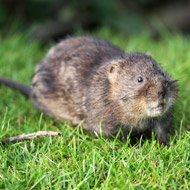 Watervole