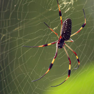 Golden web spider