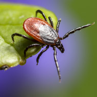 Tick on a leaf