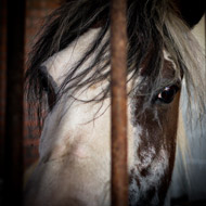 horse behind bars