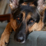 German shepherd