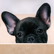 french bulldog pup