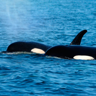 killer whales