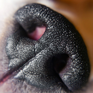 dog nose