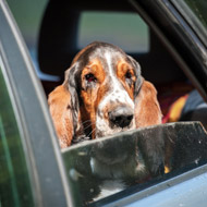 dog in car