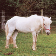 Horse in field