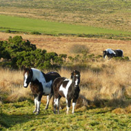 Wild ponies on Bodmin Moore