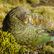 Kea