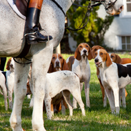 Foxhounds