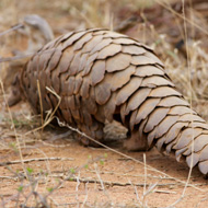 pangolin