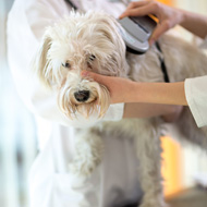 dog being microchip scanned