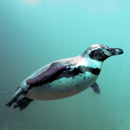 humboldt penguin