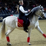Horse wearing polo wrap bandages