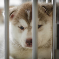 puppy in cage