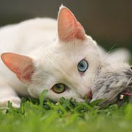 Cat on grass