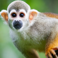 squirrel monkey