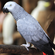 African grey parrot