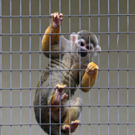 squirrel monkey