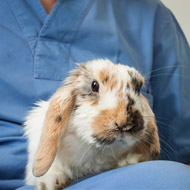 rabbit with vet