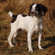 Spaniel