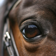 horse close up