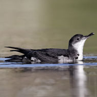 manx shearwater