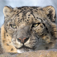 snow leopard