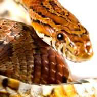 corn snake