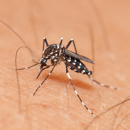 Aedes mosquito