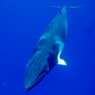 minke whale