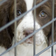 puppy in a cage