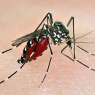 asian tiger mosquito