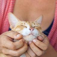 Cat chin rub