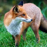 fox