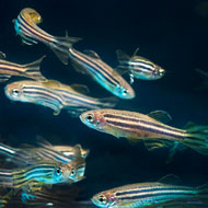 zebrafish