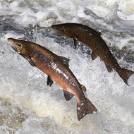 Salmon jumping